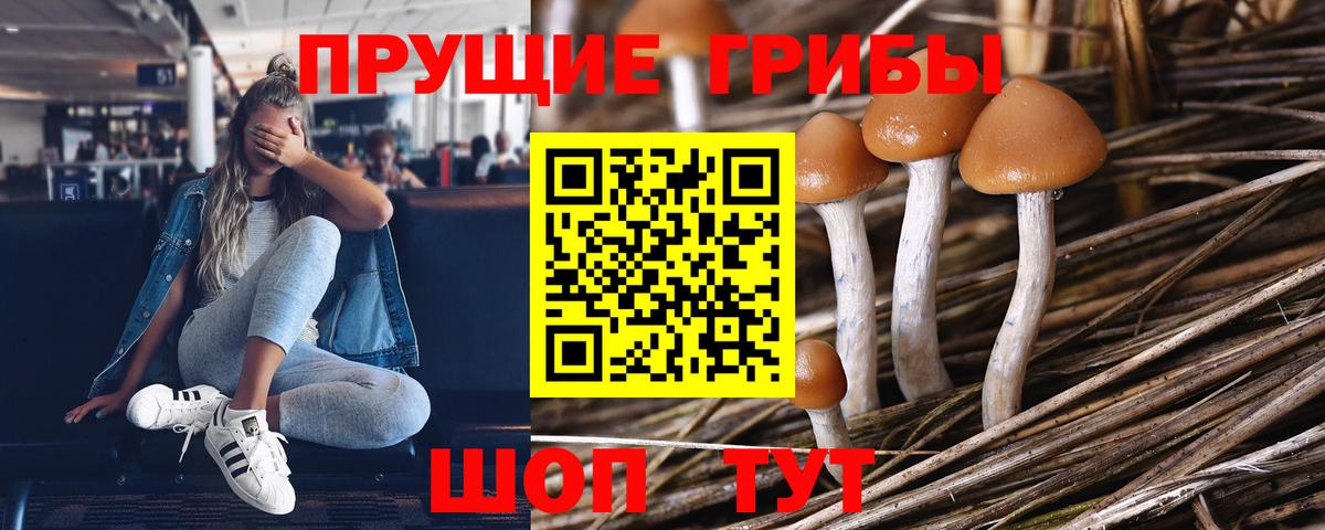 Псилоцибиновые грибы Cubensis Иваново